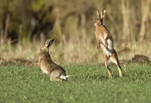 Brown Hares - boxing in field - Oxon - UK - February