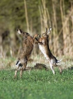 In Field Collection: Brown Hares - boxing in field - Oxon - UK - February