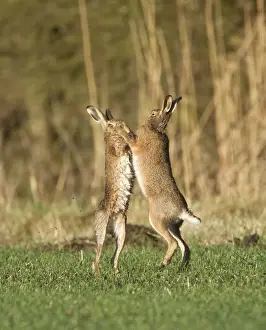 Brown Hares - boxing in field - Oxon - UK - February