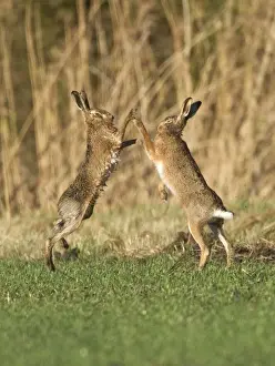 Brown Hares - boxing in field - Oxon - UK - February