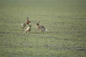 Brown Hares - Boxing - Oxon - UK - February