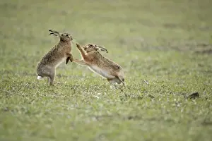 Brown Hares - Boxing - Oxon - UK - February