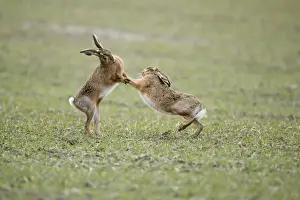 Brown Hares - Boxing - Oxon - UK - February