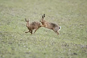 Brown Hares - Boxing - Oxon - UK - February