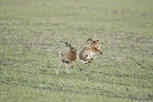 Brown Hares - Boxing - Oxon - UK - February