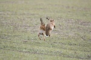 Images Dated 13th February 2009: Brown Hares - Boxing - Oxon - UK - February