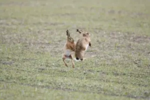 Brown Hares - Boxing - Oxon - UK - February