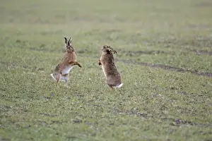 Brown Hares - Boxing - Oxon - UK - February
