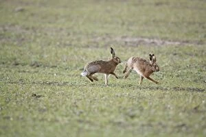 Images Dated 13th February 2009: Brown Hares - Boxing - Oxon - UK - February