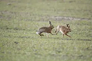 Brown Hares - Boxing - Oxon - UK - February