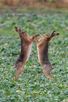 UK Wildlife Collection: Brown Hares boxing in Oxordshire February