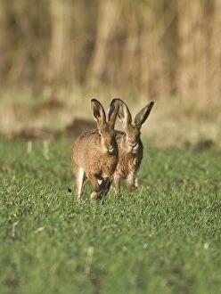 Images Dated 14th February 2011: Brown Hares - chasing one another on farmland - Oxon - UK - February