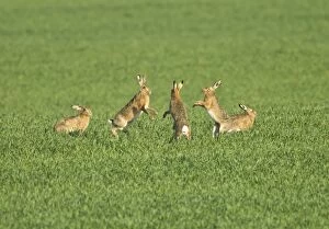 Images Dated 20th March 2012: Brown Hares - female tries to fend off 4 ardent