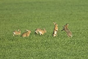 Images Dated 20th March 2012: Brown Hares - female tries to fend off 4 ardent males