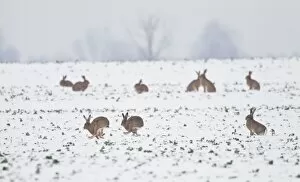 Images Dated 21st December 2010: Brown Hares - gather together in snow covered fields during January - Oxon