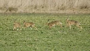 Images Dated 19th March 2010: Brown Hares - males chasing aroung looking for the female - Oxon - UK - March