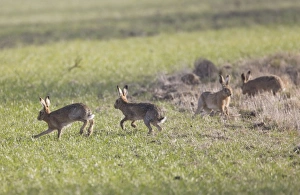 Images Dated 9th March 2010: Brown Hares - males chasing aroung looking for the female - Oxon - UK - March