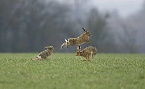 Images Dated 17th March 2010: Brown Hares - males fighting over female