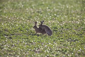 Images Dated 27th January 2008: Brown Hares mating. UK