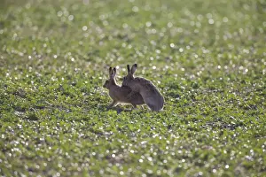 Brown Hares mating. UK