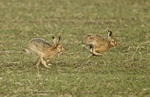 Brown Hares - running across field - February