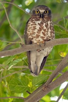 Roosting Gallery: Brown hawk owl - roosting in tree