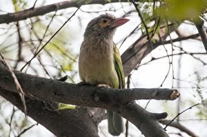 Brown-headed barbet - sitting on branch