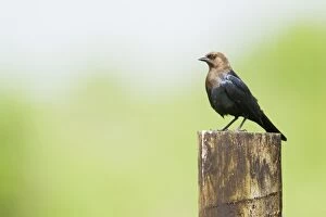 Images Dated 12th April 2012: Brown-headed Cowbird
