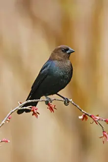 Brown-headed Cowbird