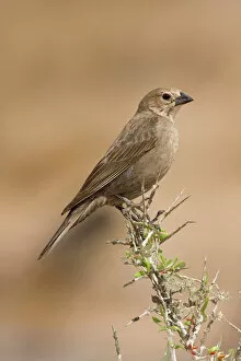 Images Dated 30th March 2008: Brown-headed Cowbird - female