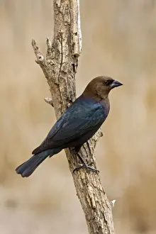 Brown-headed Cowbird - male