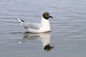 Images Dated 4th November 2010: Brown Headed Gull