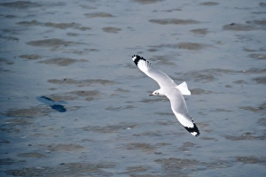 Images Dated 23rd August 2005: Brown-headed Gull - adult in winter. Bangpoo, Thailand
