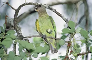 Brown Headed Prints: Brown-headed Parrot - feeding on marula fruit Kruger National Park, South Africa