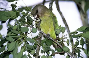 Brown-headed Parrot - feeding on marula fruit - Kruger National Park
