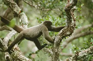 Brown Headed Prints: Brown Headed Wooly Monkey - in canopy, North West Amazon, Brazil