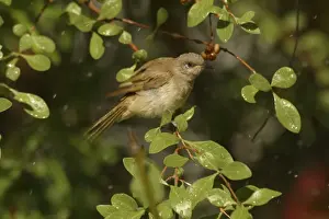 Brown Honeyeater Bathing Lawn Hill National Park, Queensland, Australia