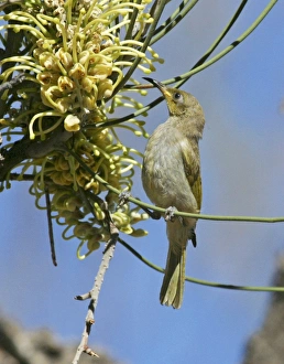 Honeyeater Collection: Brown Honeyeater - feeding on Long-leaved Corkwood. Hakea suberea