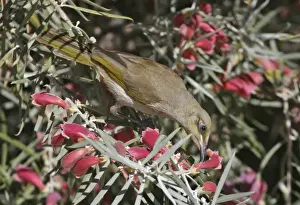 Fuchsia Prints: Brown Honeyeater - feeding on Native Fuchsia Eremophila latrobei