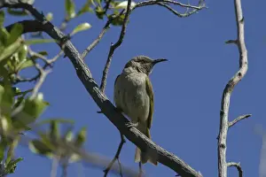 Honeyeaters Prints: Brown Honeyeater Lake Moondarra, Mt Isa, Queensland, Australia