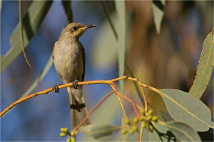 Brown Honeyeater - Perched in a eucalypt - at Papunya