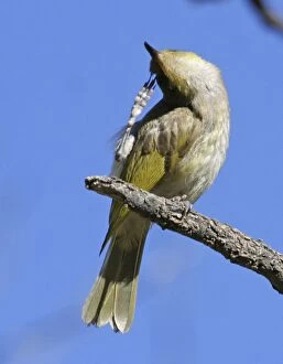 Honeyeater Collection: Brown Honeyeater - scratching - Ormiston Gorge, West MacDonnell National Park, Nthn Territory