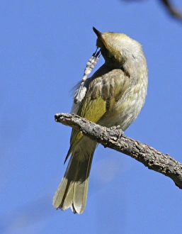 Honeyeater Collection: Brown Honeyeater - scratching - Ormiston Gorge, West MacDonnell National Park, Nthn Territory