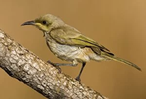 Images Dated 24th January 2007: Brown Honeyeater wet from bathing Found almost entirely throughout Australia in a wide variety of