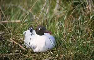 Brown-hooded Gull Buenos Aires Province, Argentine pampa