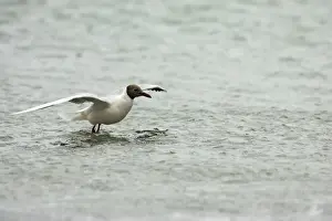 Brown Hooded Gull - Taking off from sea Larus maculipennis Saunders Island Falklands BI007359