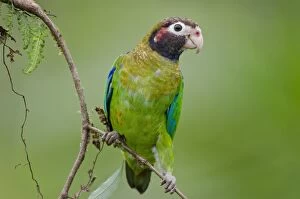 Images Dated 15th July 2012: Brown-hooded Parrot