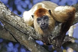 Images Dated 16th February 2005: Brown Howler Monkey