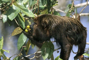 Brown Howler Monkey, (Alouatta fusca), endangered