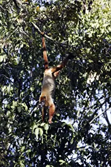 Brown Howler Monkey. Venezuela